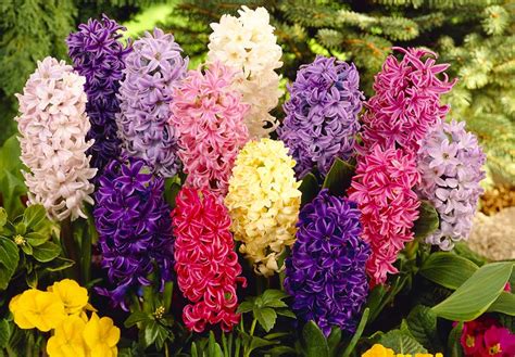 Infografica con varietà di fiori di giacinto in diversi colori