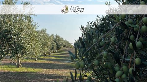 Veduta panoramica dell'azienda agricola Santo Pietro e degli uliveti