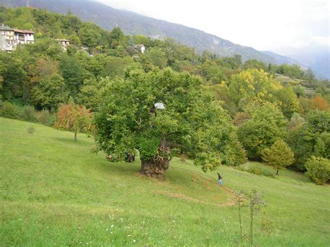 Portale ligneo della Chiesa Parrocchiale di Giaglione