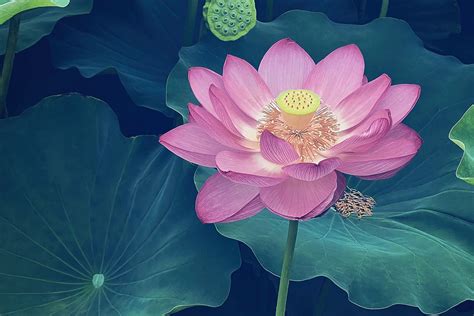 Fiore di loto (Sesen) nell'arte egizia
