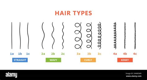 Illustrazione di diversi tipi di chignon