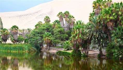 Immagine di un oasi fiorita nel deserto che simboleggia la provvidenza