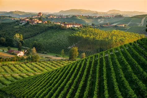 Vista panoramica delle colline di Poggio Santa Maria con vigneti e uliveti