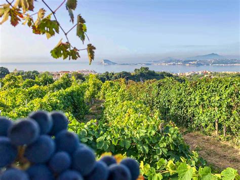 Infografica che illustra la varietà di vitigni presenti nei vigneti di Poggio Santa Maria