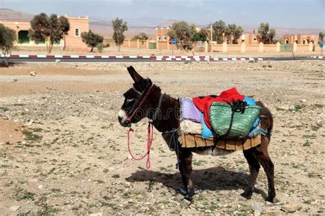 Foto di un asino nel deserto o in un paesaggio montuoso
