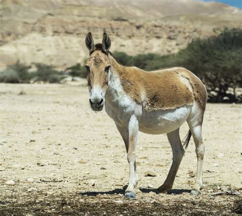Immagine di un onagro nel deserto