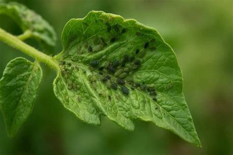 Coccinella su foglia di basilico infestata da afidi
