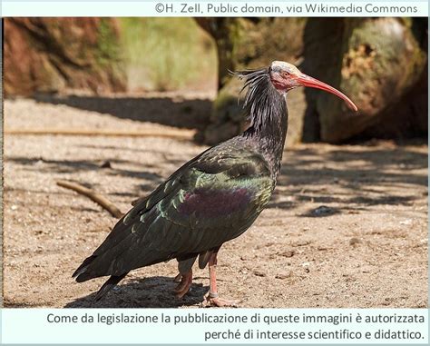 Ibis eremita adulto in ambiente naturale