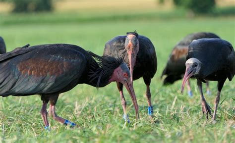 Infografica comparativa tra Ibis eremita e Ibis sacro