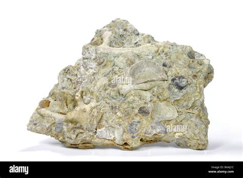 Dettaglio geologico della roccia calcarea con inclusioni di fossili di rudiste