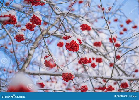 Rosa rossa sotto la neve