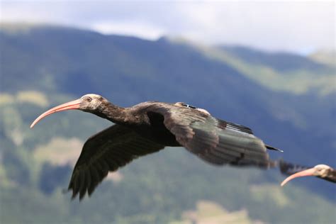 Foto di due ibis eremita in volo