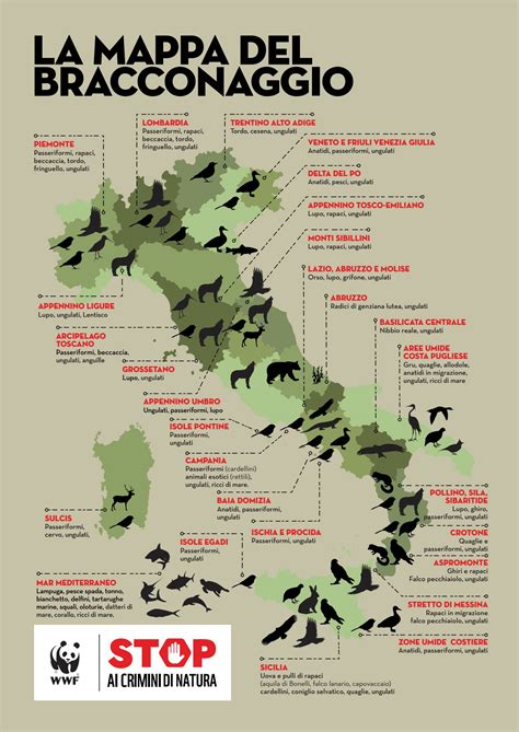 Infografica sulle statistiche di bracconaggio in Italia