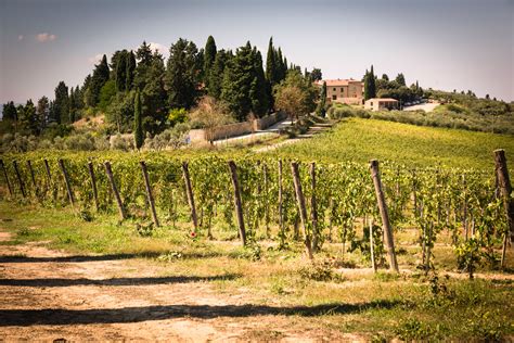 Foto panoramica dell'agriturismo Tenuta Croce di Bibbiano con oliveti e vigneti