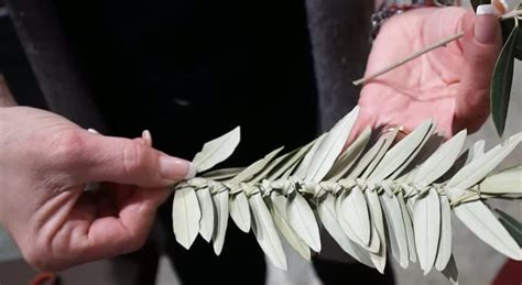 Immagine di rametti di ulivo e palma intrecciati