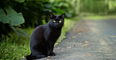 Gatto nero che osserva pensieroso il suo proprietario in un ambiente domestico