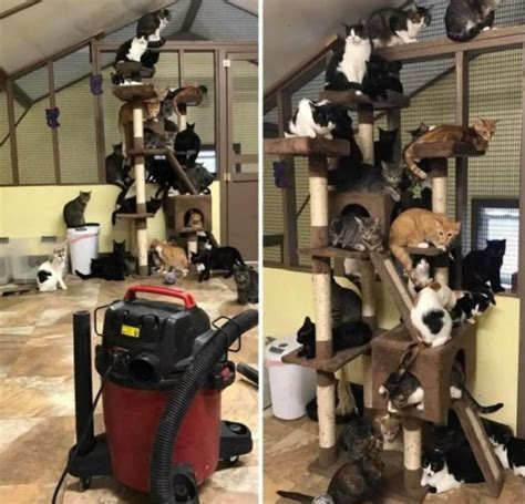 Scaffali pieni di confezioni di cibo per gatti, con etichette che richiamano la natura selvaggia