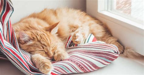 Gatto che dorme profondamente su una coperta, trasmettendo pace