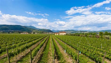Vigneti e cantina nella regione vinicola di Nemea