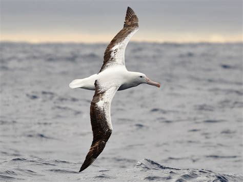 immagine di un albatro goffo su una nave, circondato da marinai schernitori