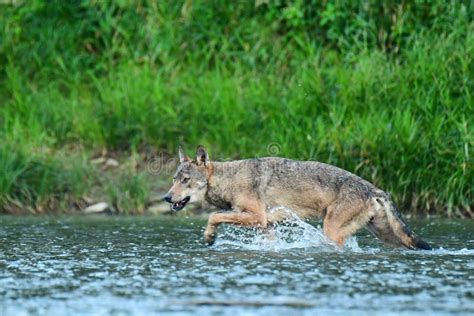 Foto di un lupo nel suo habitat naturale sui monti Eremita-Marzano