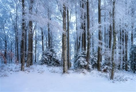 Paesaggio invernale innevato nel Bosco di Faggi del Massiccio Eremita-Marzano