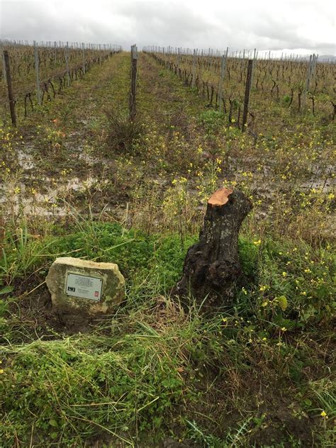 Un ulivo piantato in un terreno confiscato alla mafia
