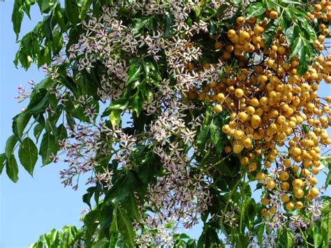 Foto di un esemplare di Melia azedarach in piena fioritura con bacche