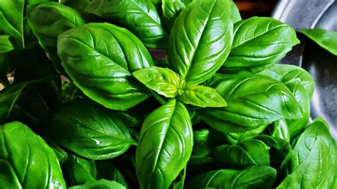 Immagine di un rigoglioso campo di basilico che evoca prosperità e vitalità