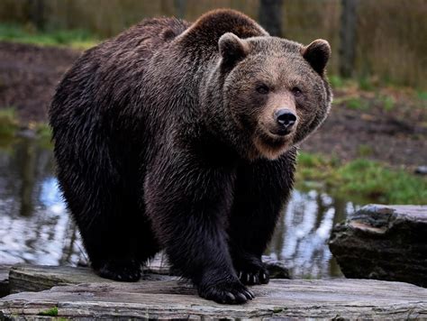 Foto ravvicinata di un orso bruno nel suo habitat naturale