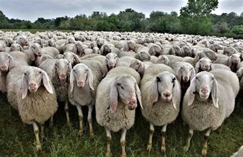 Tre bambini che sorvegliano un gregge di pecore in un paesaggio rurale portoghese