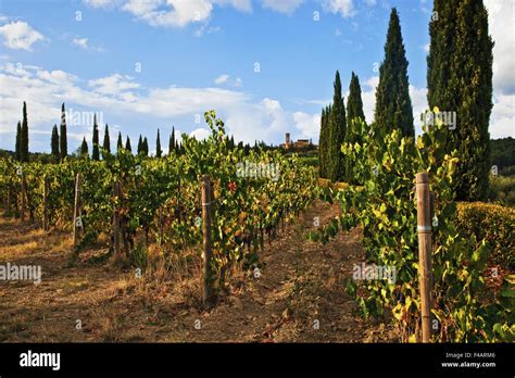 Vigneti della regione del Chianti con paesaggio toscano
