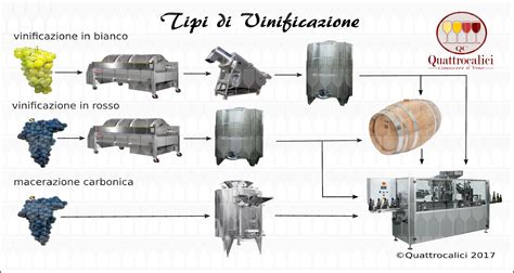 Schema del processo di vinificazione a temperatura controllata e riduzione dell'uso di solfiti