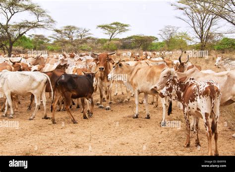 Foto di galline e mucche in un allevamento gestito da suore in Africa