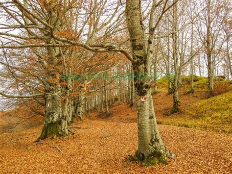 Foto panoramica del bosco di faggi e lecci intorno all'Eremo delle Carceri