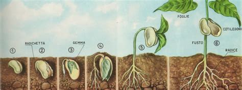 Infografica: Ciclo di crescita di un seme, dalla semina al frutto grande, che simboleggia il Regno di Dio