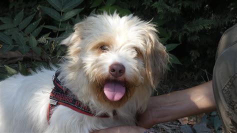 Grafico illustrativo delle adozioni di cani in Abruzzo