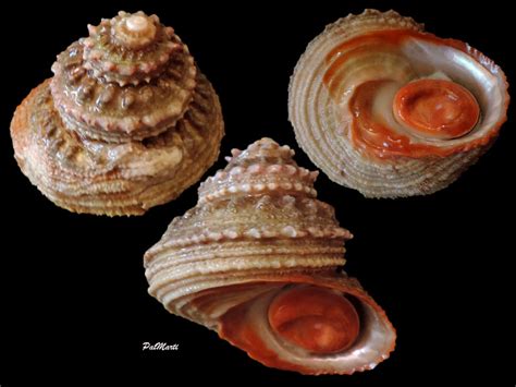 illustrazione scientifica del mollusco Bolma Rugosa (Astraea Rugosa) con la sua conchiglia