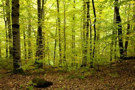 Foto di un bosco antico e maestoso con alberi secolari