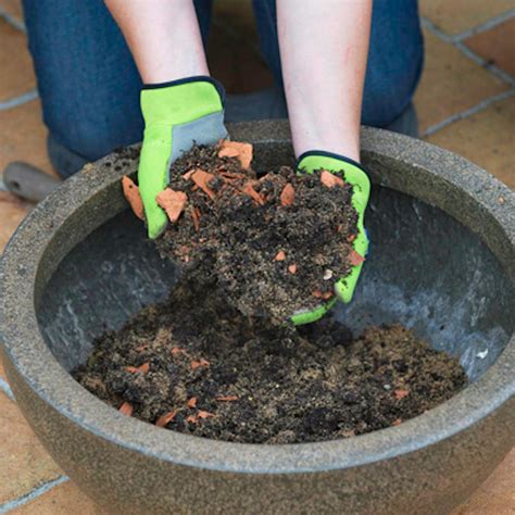 Preparazione di un vaso con argilla espansa e terriccio per il trapianto del basilico