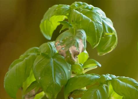 Foglie di basilico danneggiate dalla peronospora