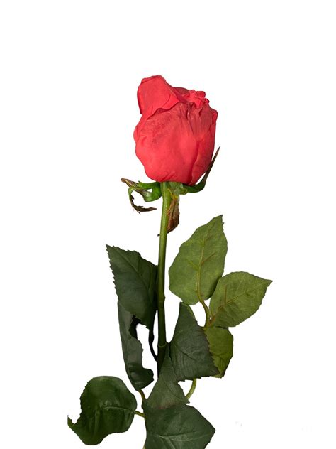 Bocciolo di rosa rossa, simbolo del Bócolo veneziano del 25 Aprile