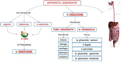 schema grafico dell'apparato critico e degli indici contenuti nel volume