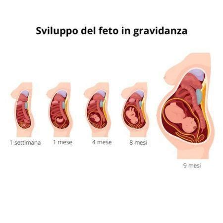 Infografica sulle fasi della gravidanza e del parto