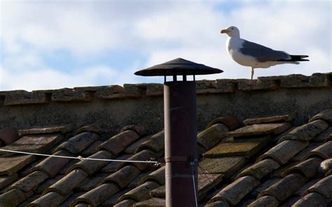 Il comignolo della Cappella Sistina durante il Conclave