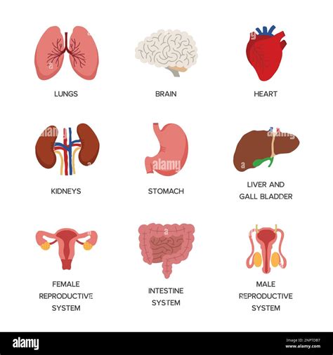 Schema dell'interconnessione tra organi del corpo (cuore, intestino, polmoni) e cervello