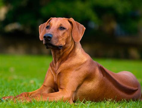Foto di un Rhodesian Ridgeback in posa o in attività cinofila