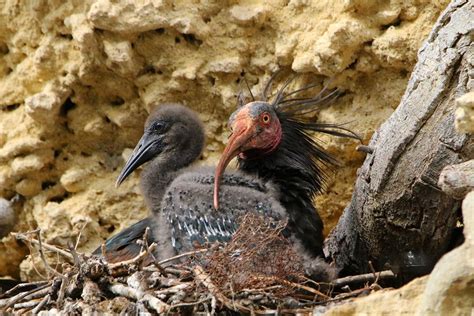 Fotografia di nido di Ibis eremita su parete rocciosa con uova o pulcini