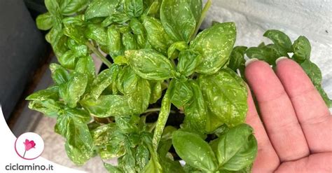 Pianta di basilico con foglie ingiallite