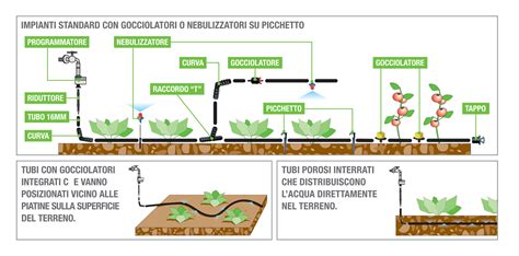 Illustrazione delle diverse tecniche di irrigazione per il basilico